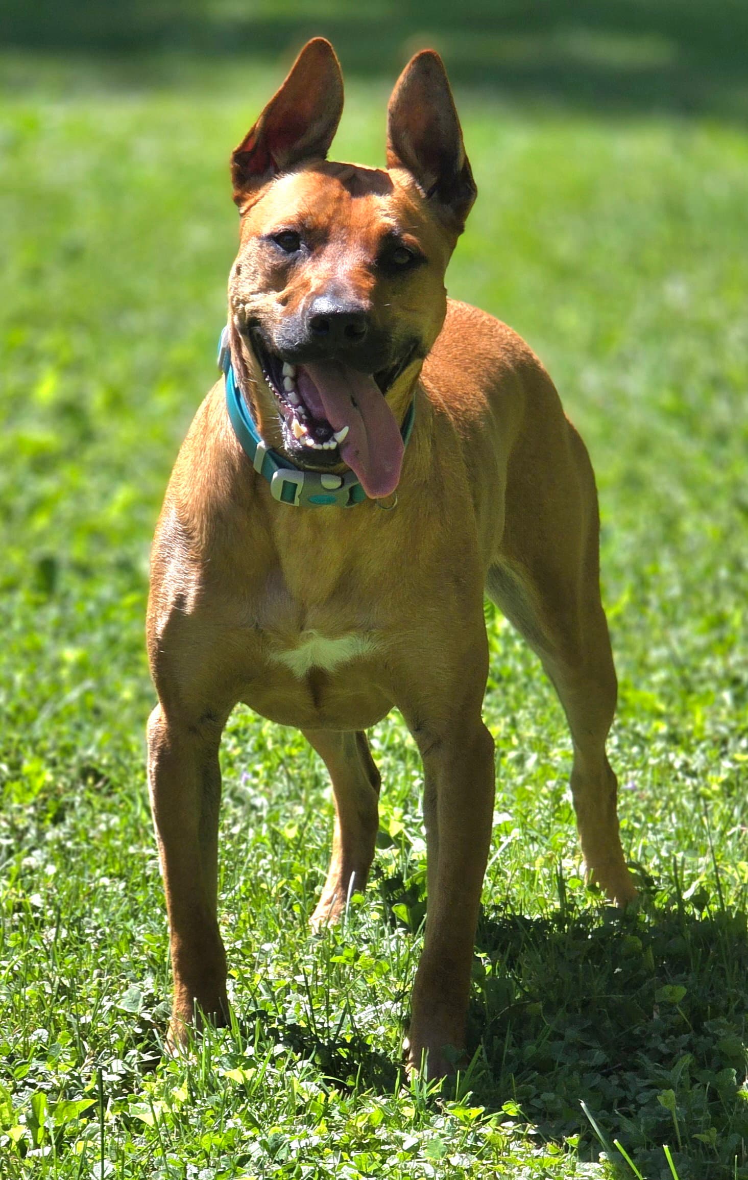 Charlie - Pit Bull Terrier