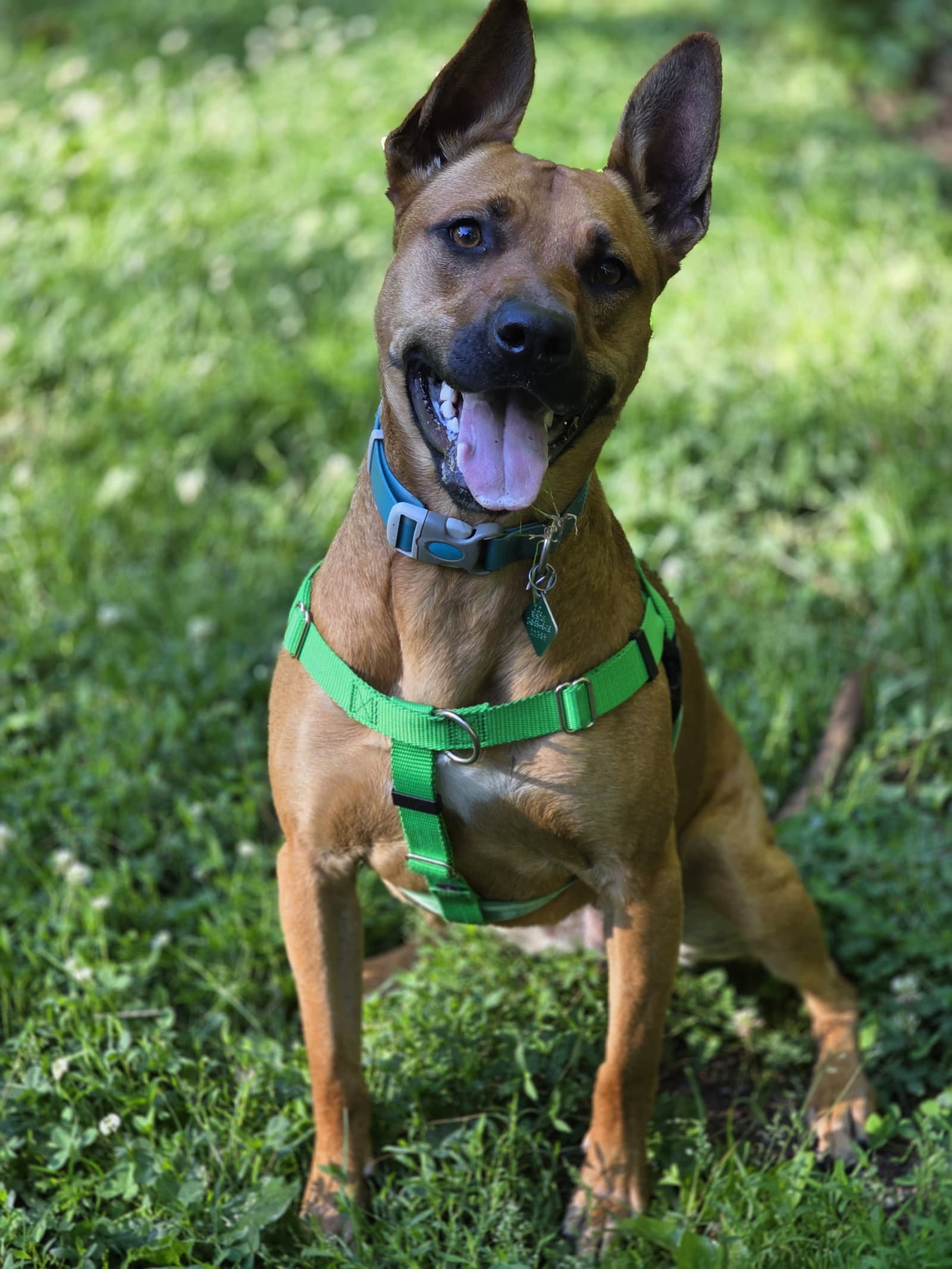 Charlie - Pit Bull Terrier