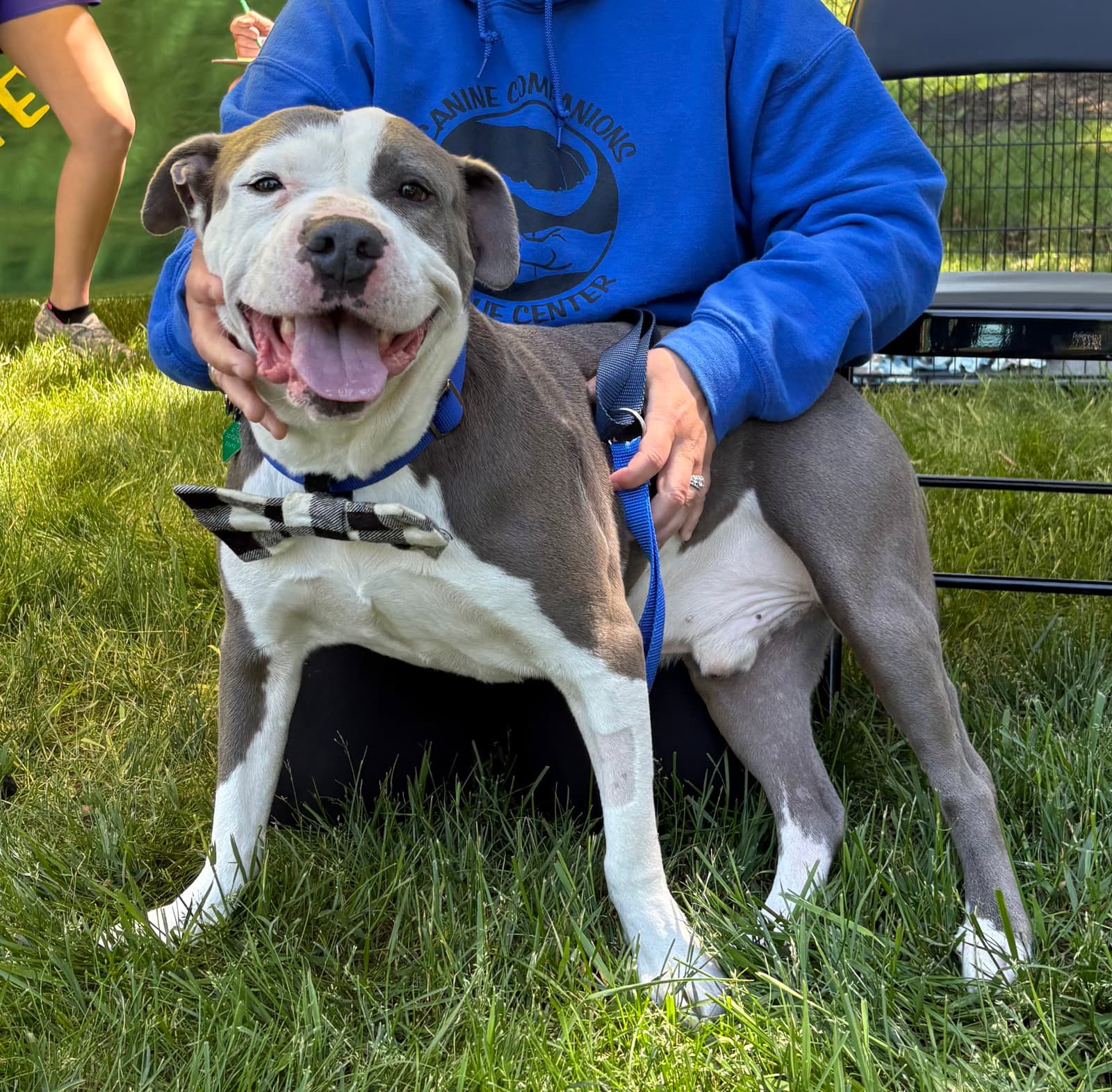 Smokey - Pit Bull Terrier