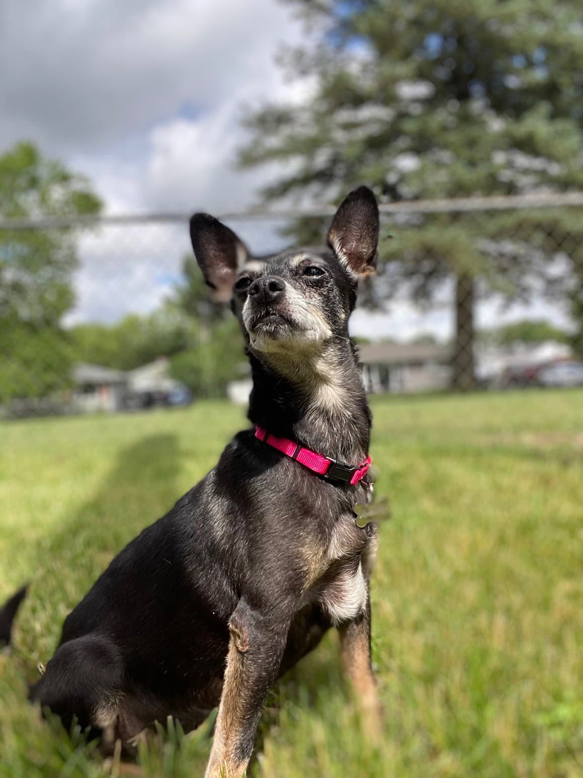 Consuela - Chihuahua