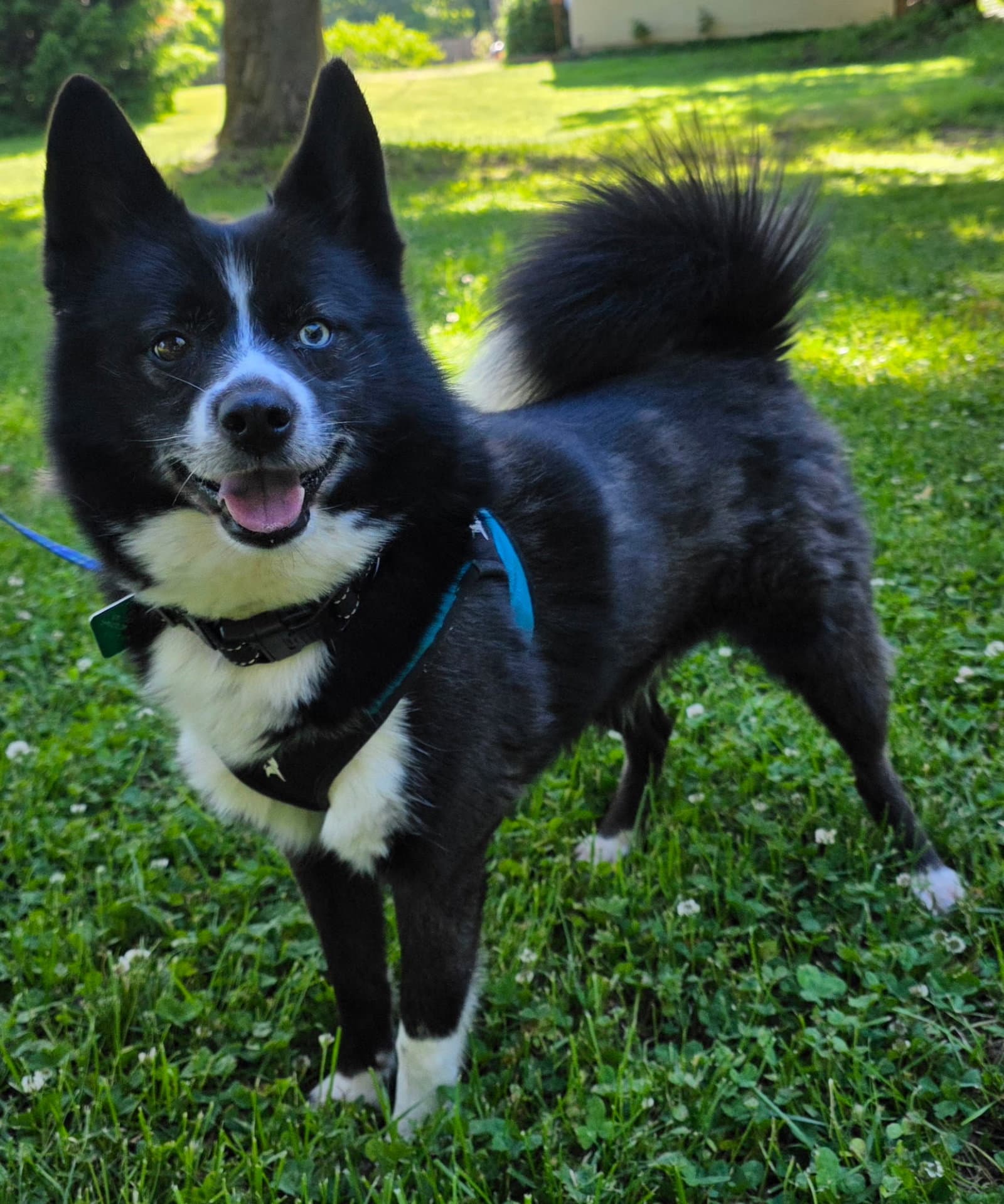 Tigger - Pomeranian