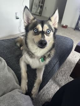 Nova image 2