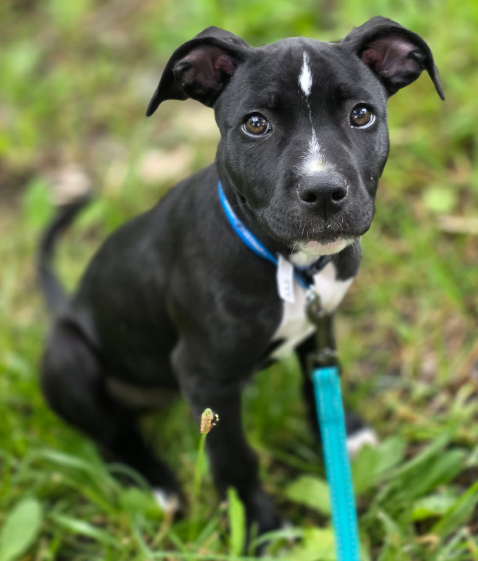 Pammy - Pit Bull Terrier