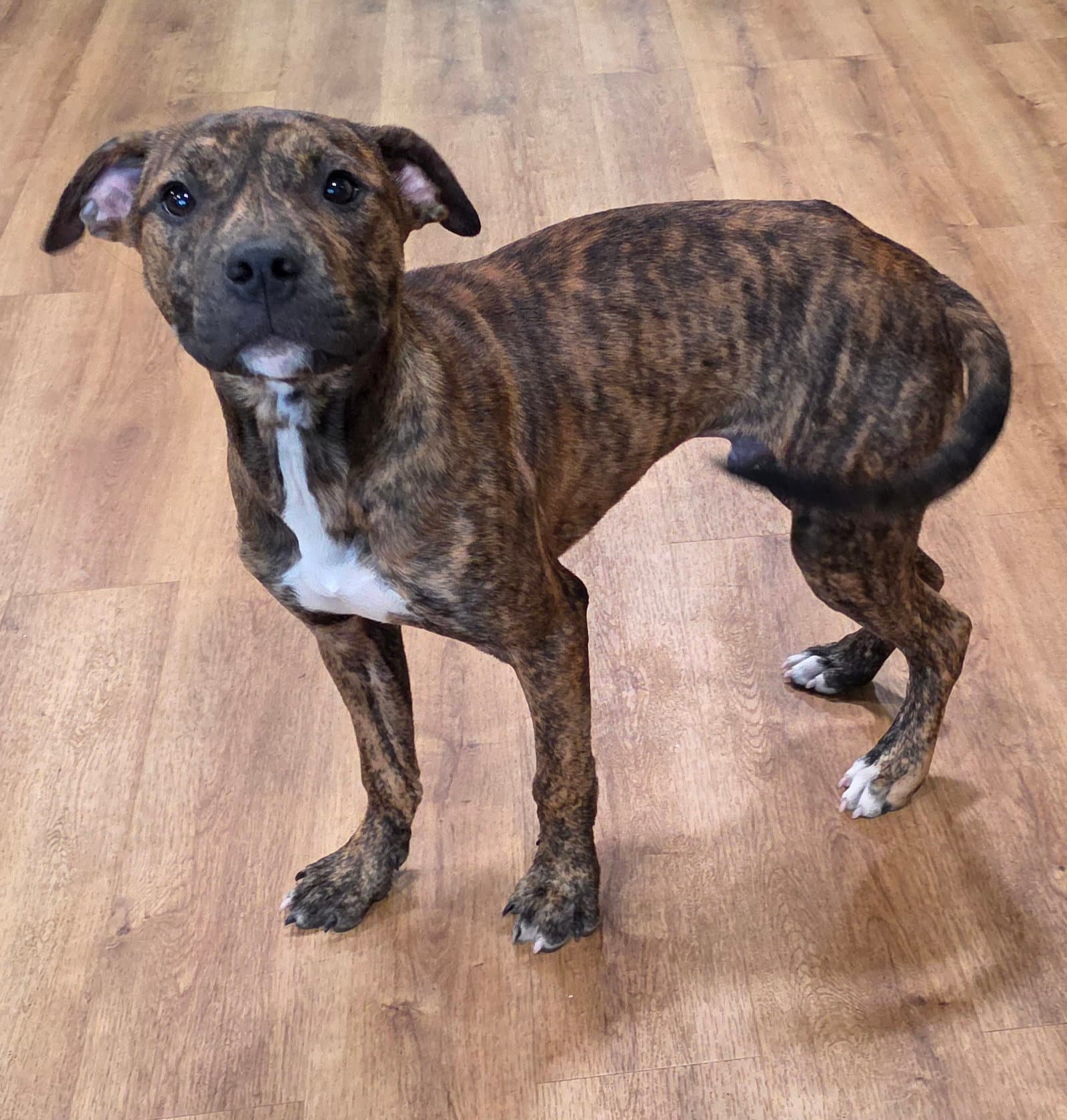 Bruce - Pit Bull Terrier