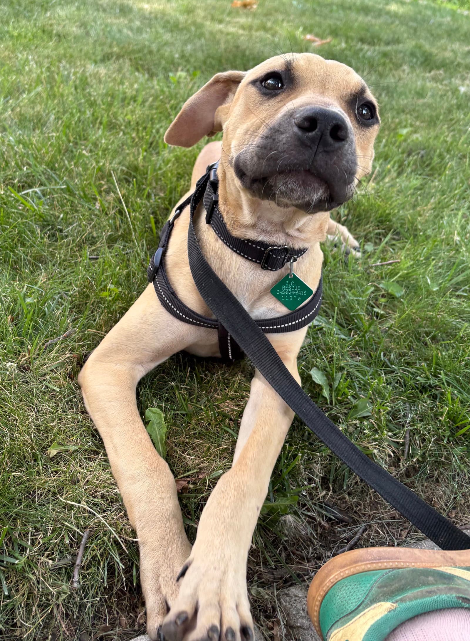 Luther - Pit Bull Terrier