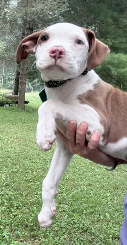 Walter image 2