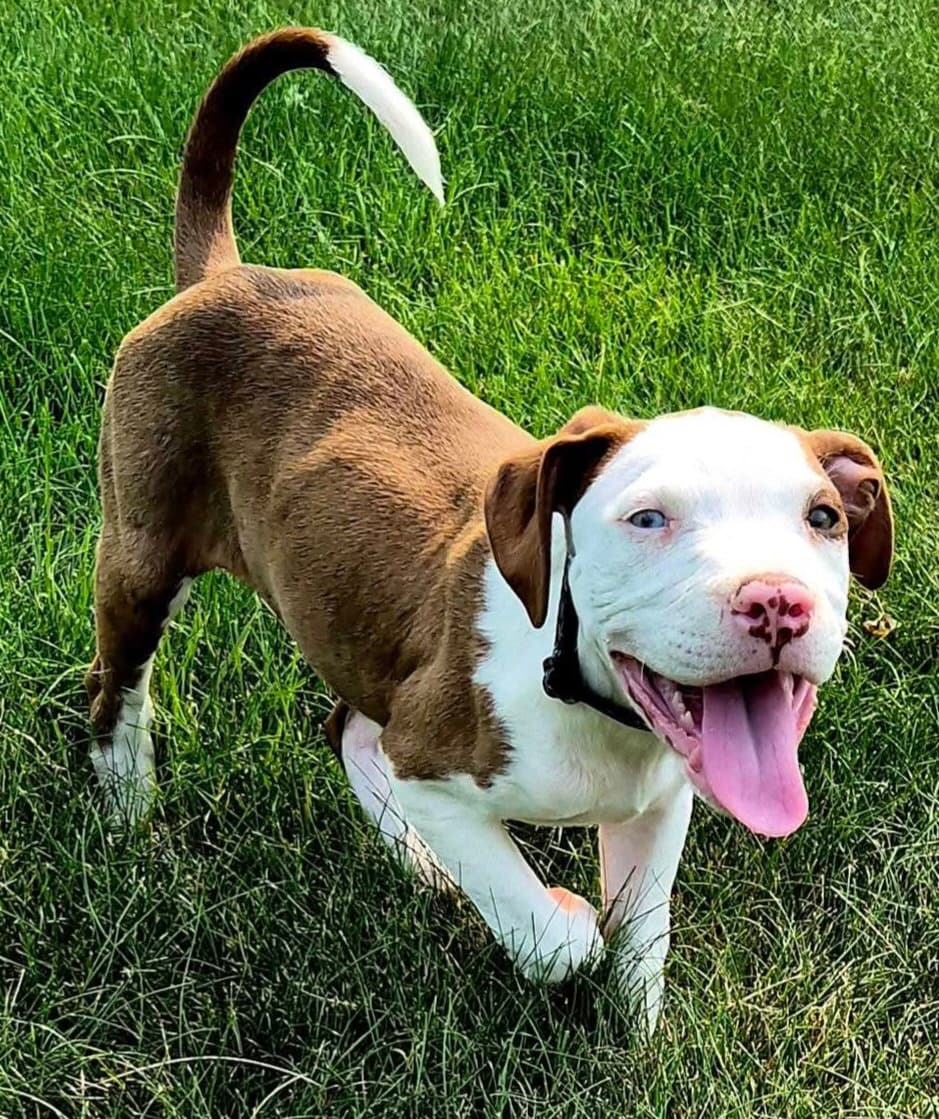 Walter - Pit Bull Terrier