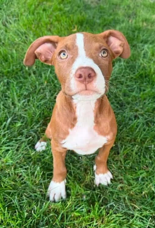 Flora Cutest  Legged Girl - Pit Bull Terrier