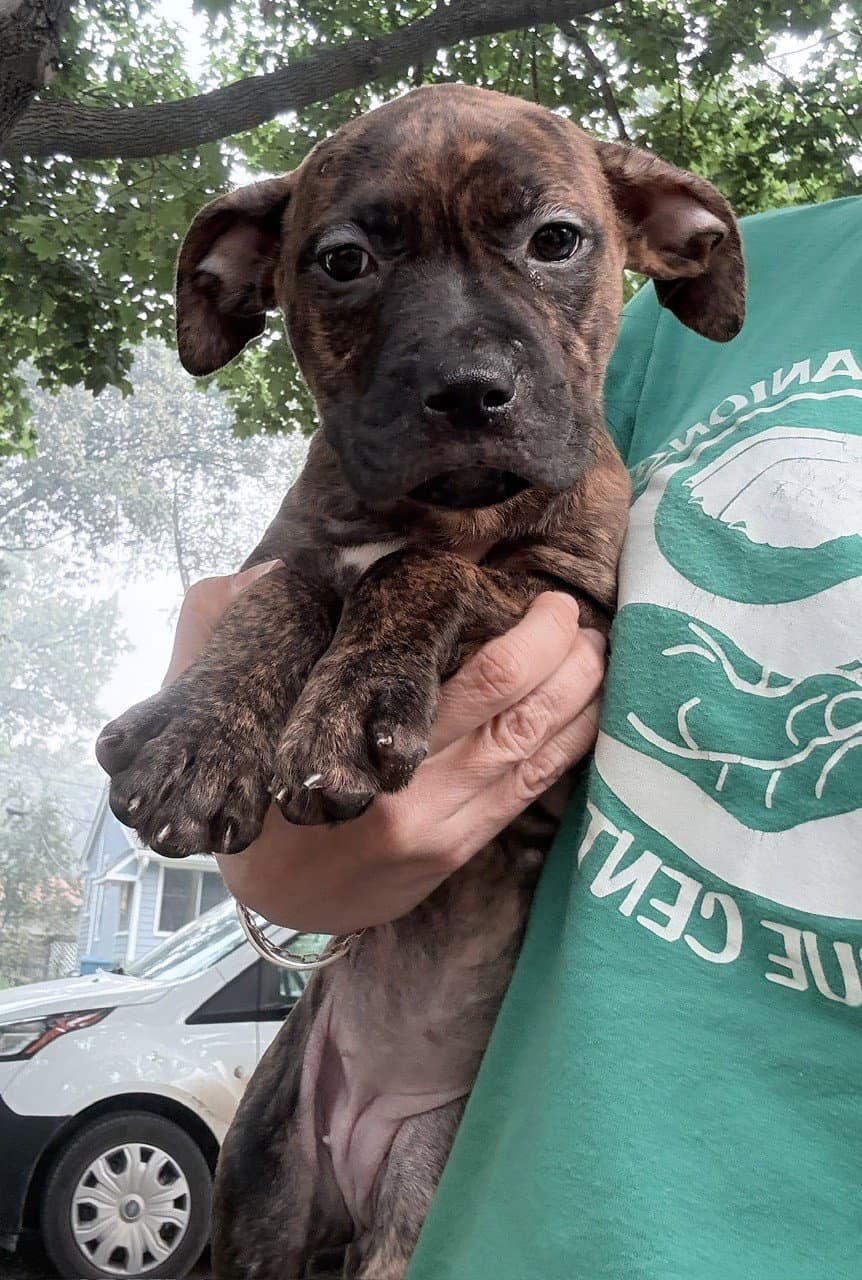 Josephine - Pit Bull Terrier
