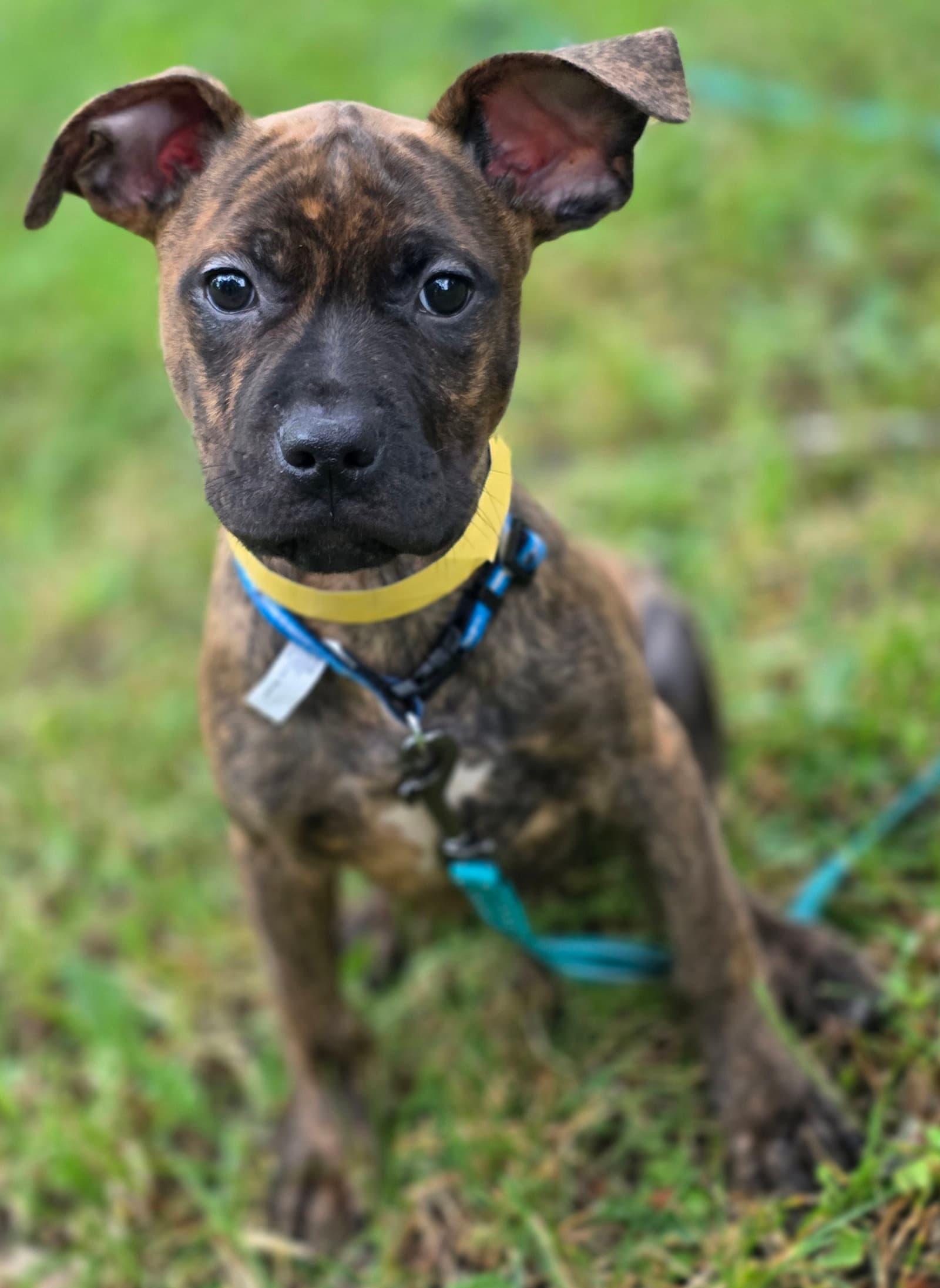 Josephine - Pit Bull Terrier