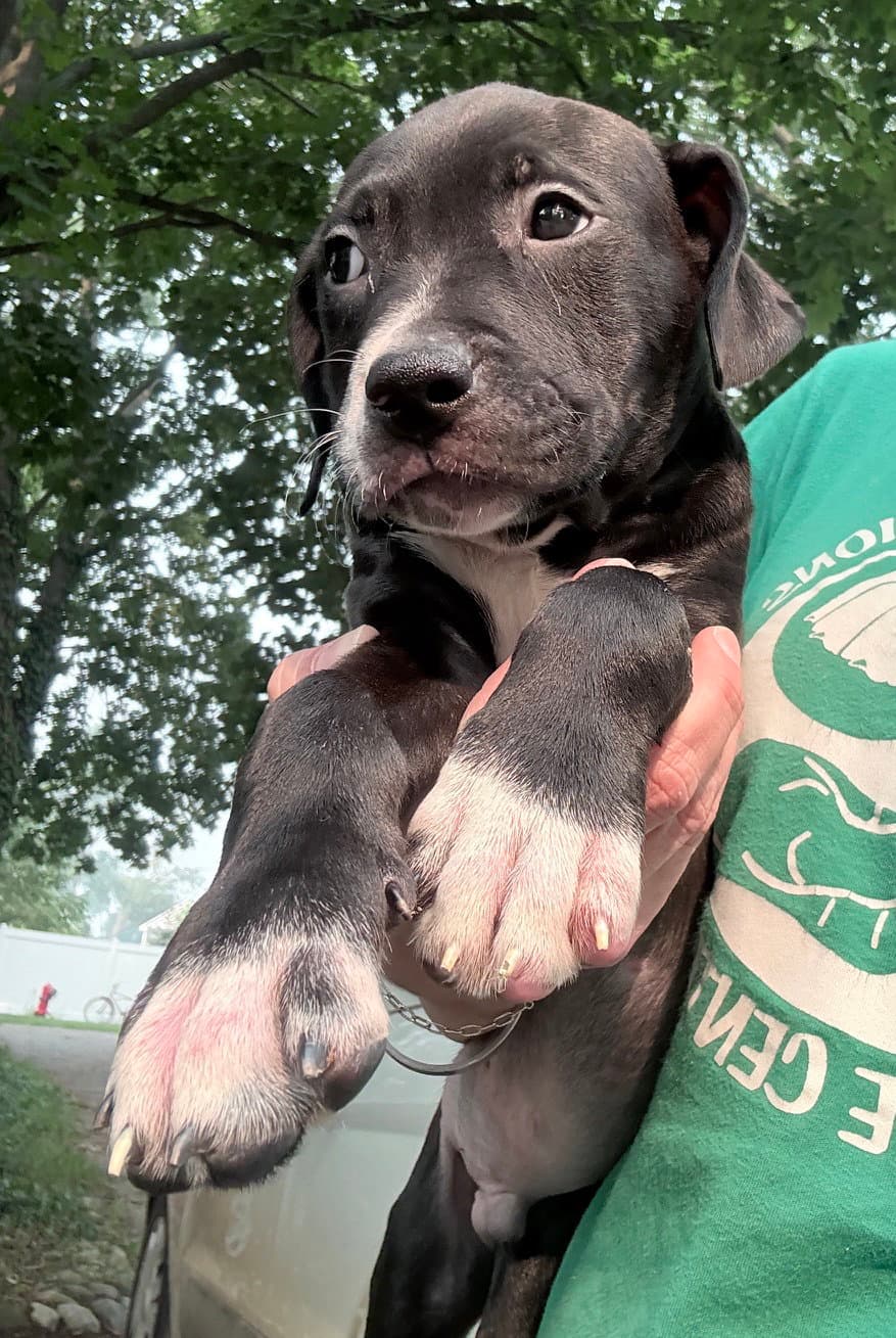 Hutch - Pit Bull Terrier