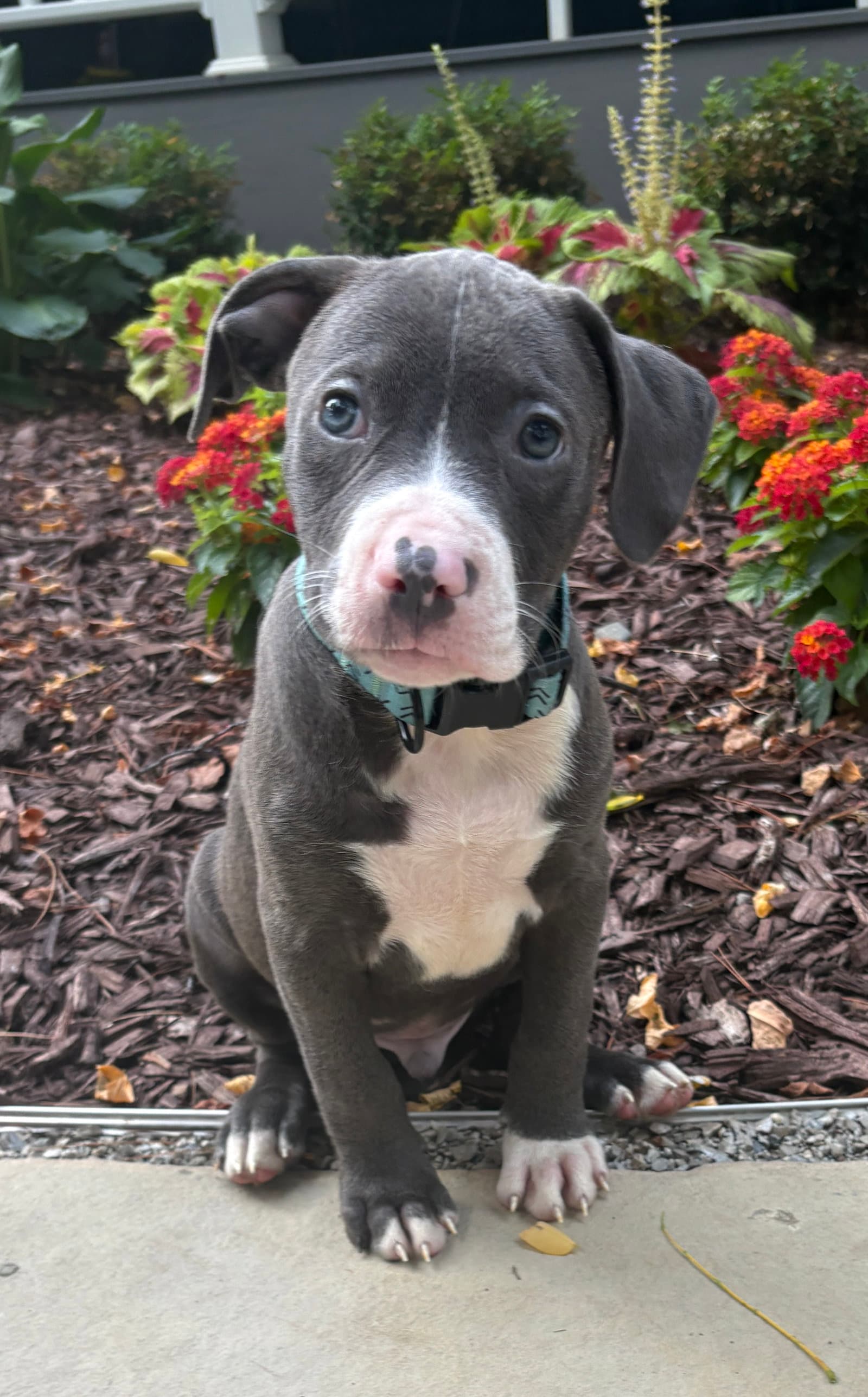 Branch - Pit Bull Terrier