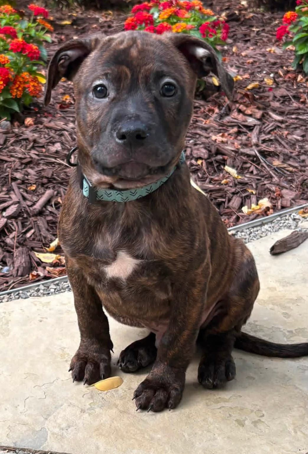 Branch - Pit Bull Terrier