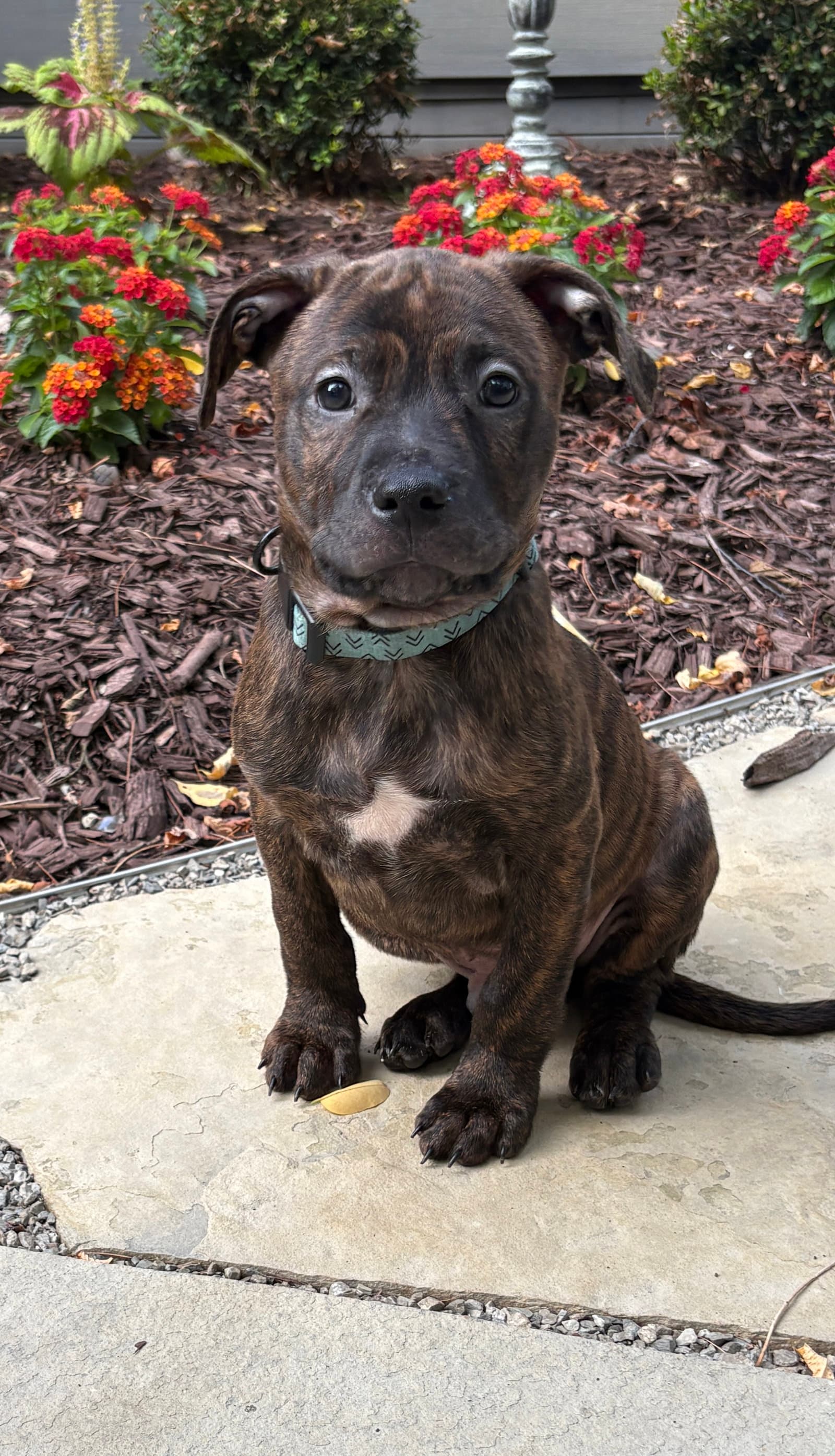 Campbell - Pit Bull Terrier