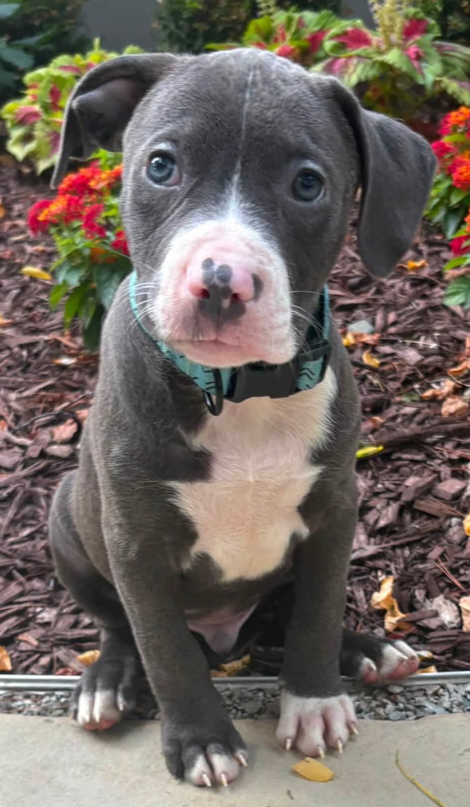 Campbell - Pit Bull Terrier