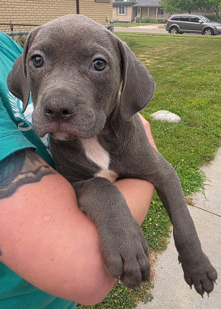 Williams - Pit Bull Terrier