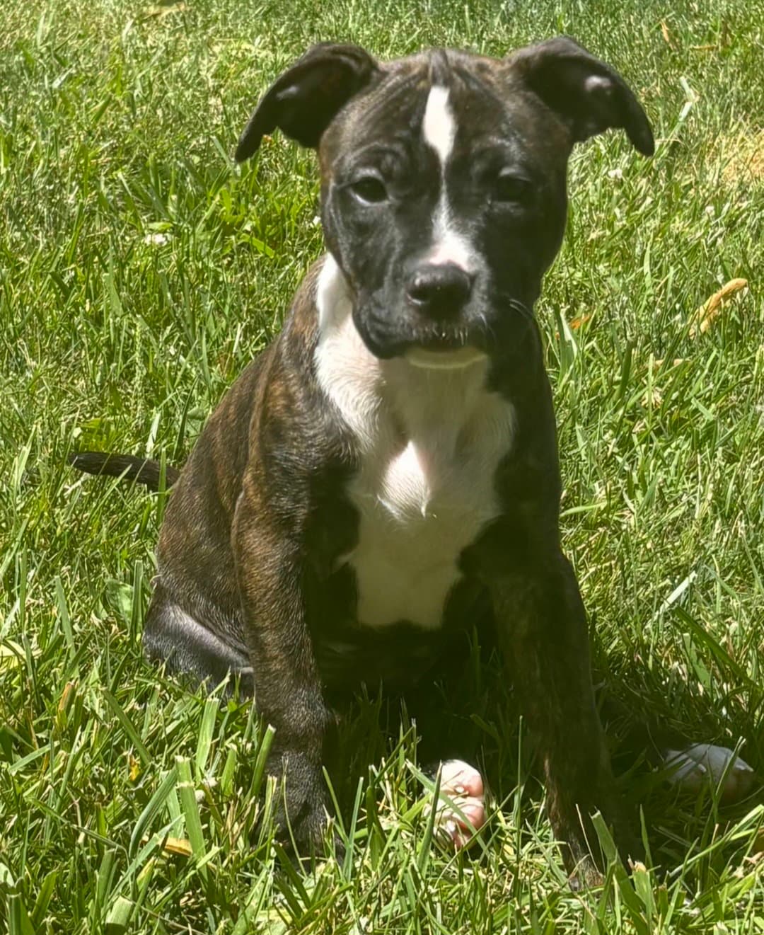 St Brownie - Pit Bull Terrier