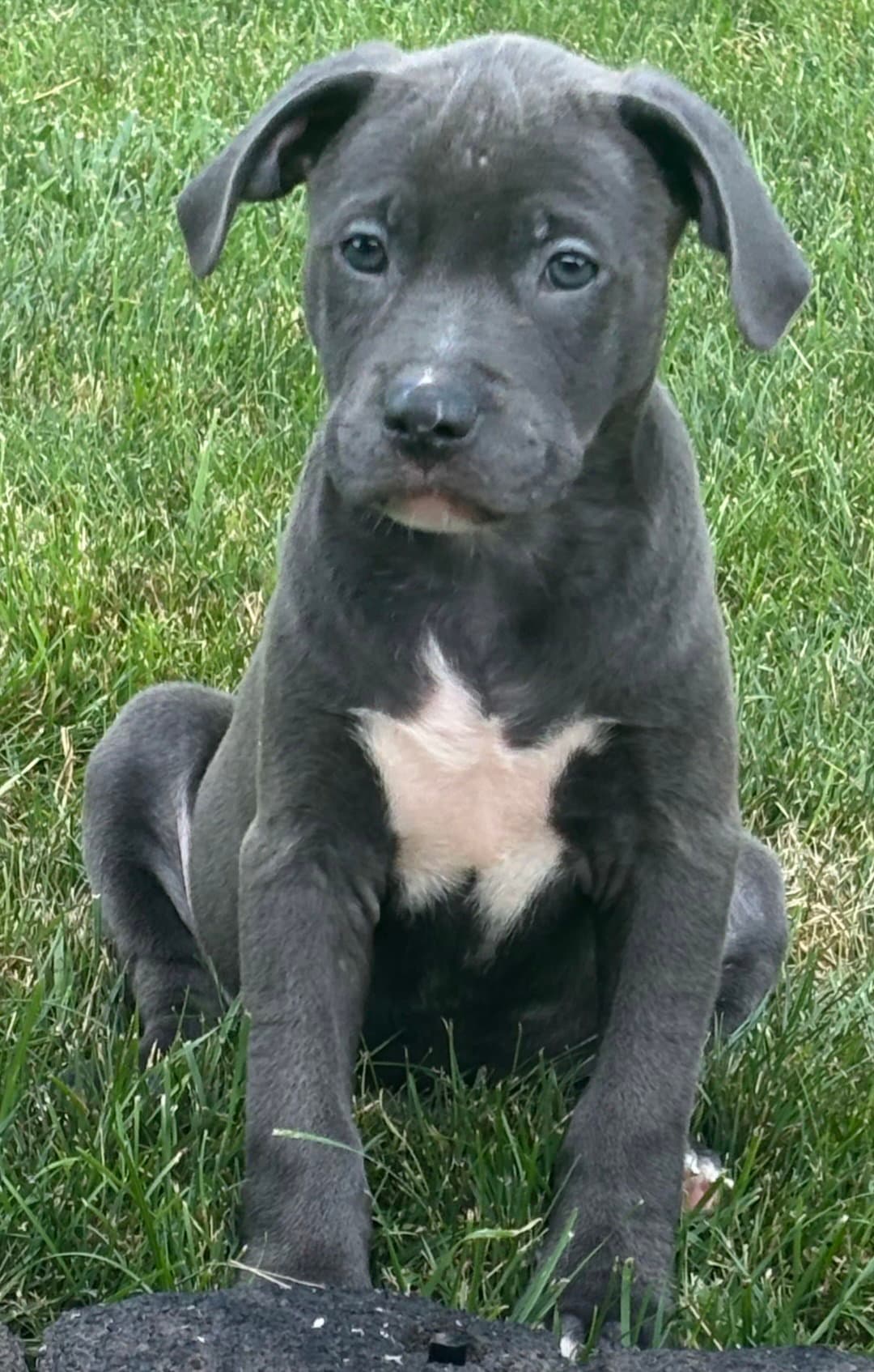 Goff - Pit Bull Terrier