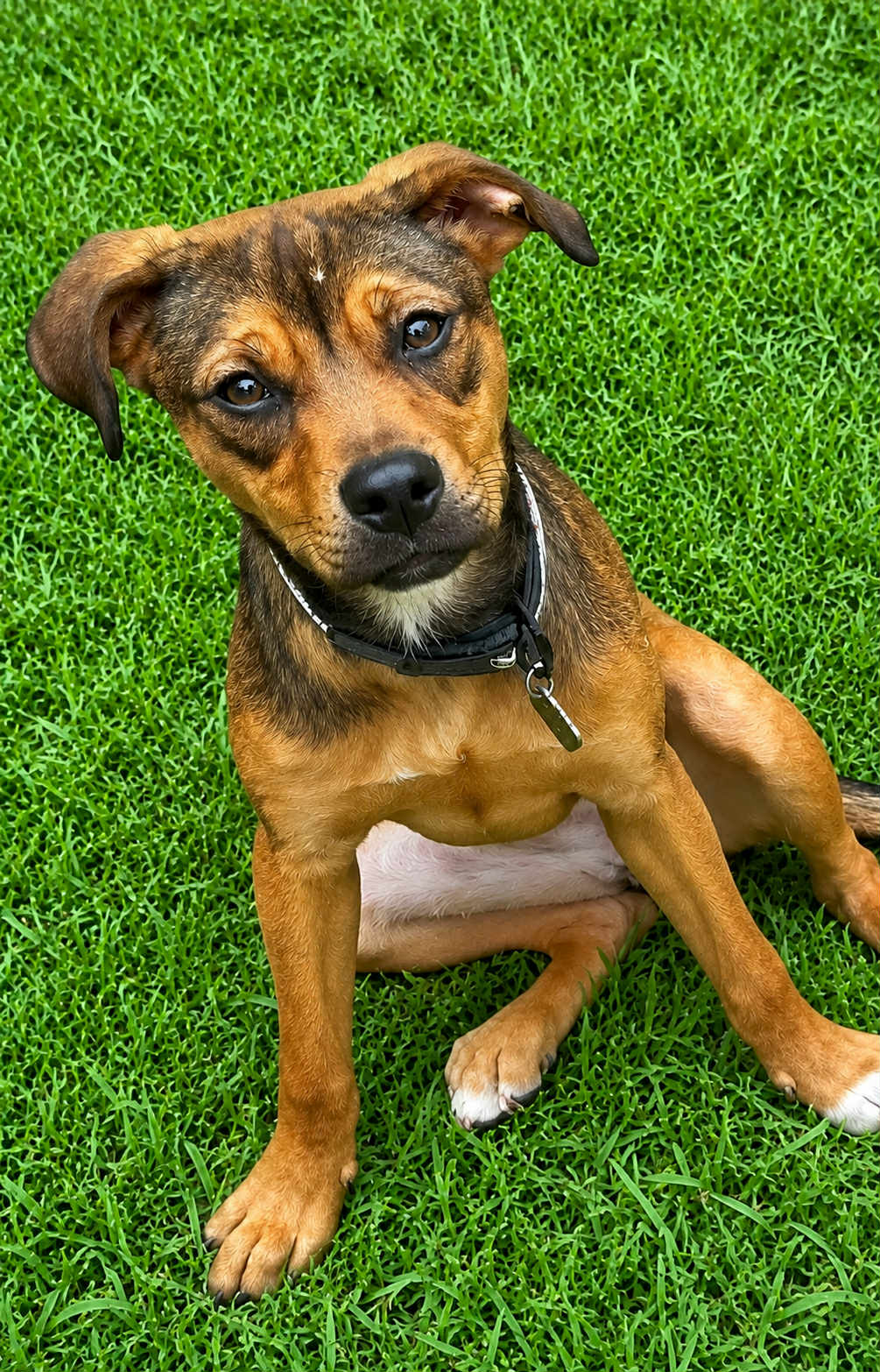 Rhonda - Pit Bull Terrier