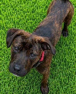 Riley image 1