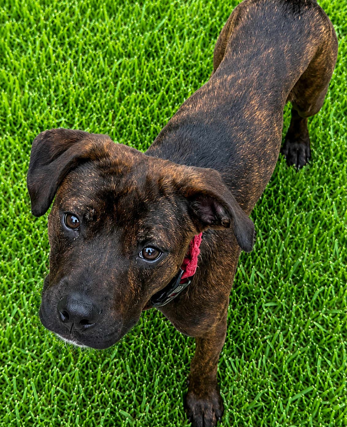 Riley - Labrador Retriever