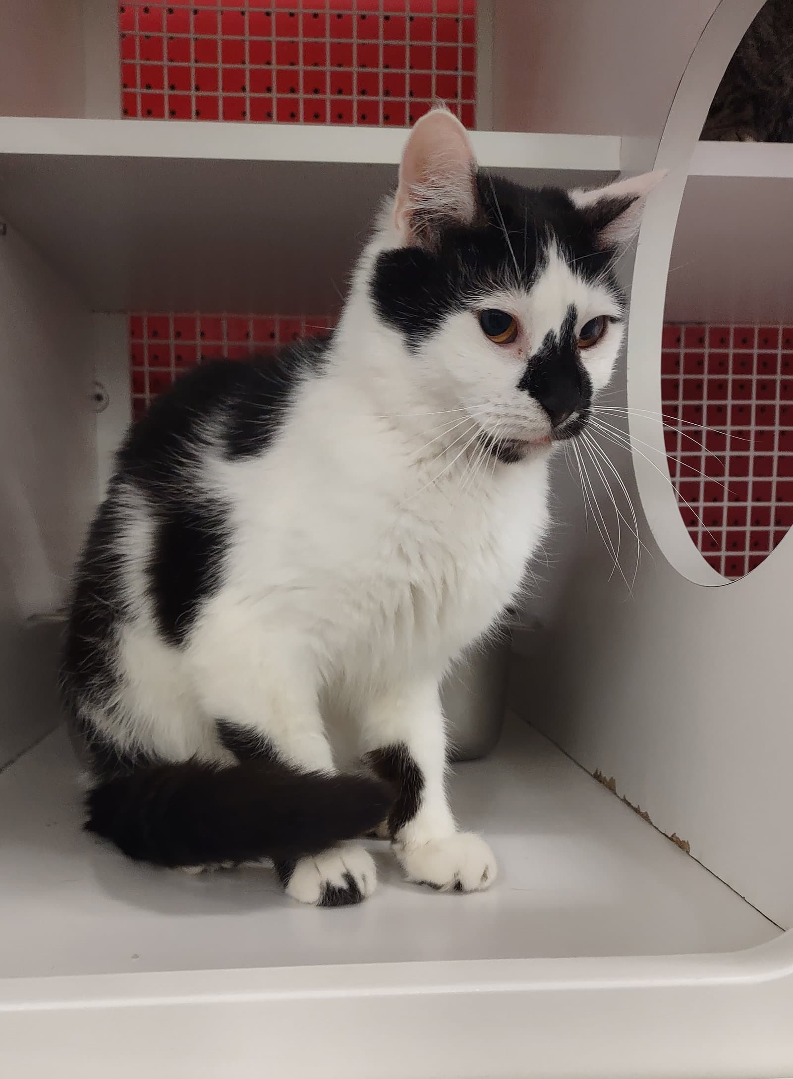 Spade - Domestic Medium Hair