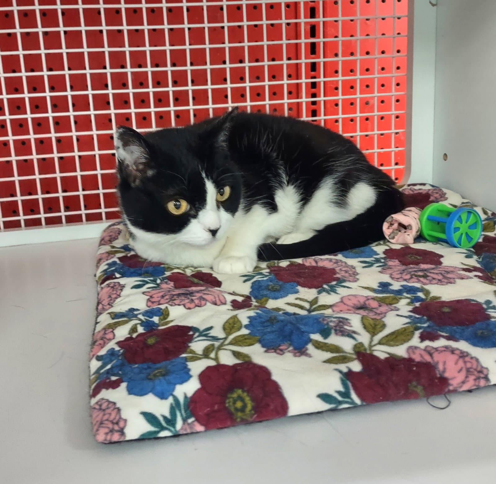 Kaiden - Domestic Medium Hair