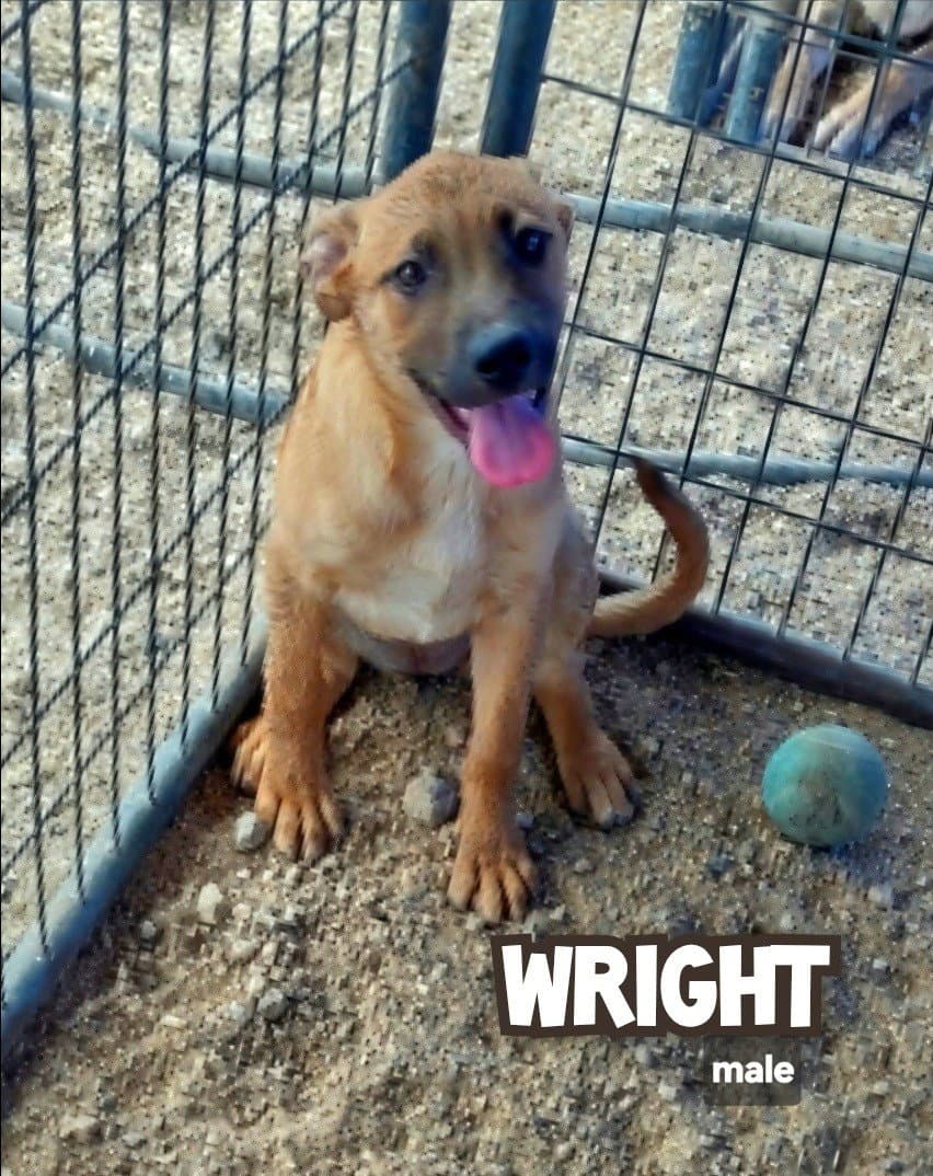 Wright - Catahoula Leopard Dog