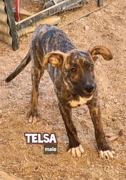 Tesla image 1