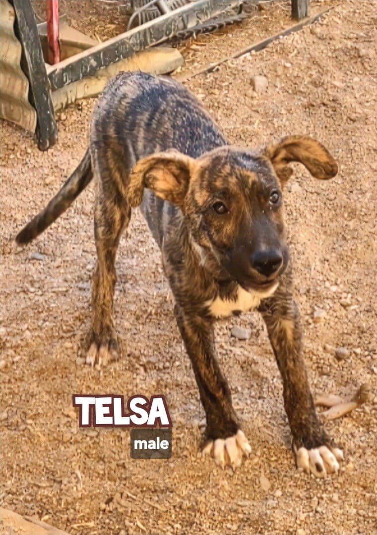 Tesla - Catahoula Leopard Dog