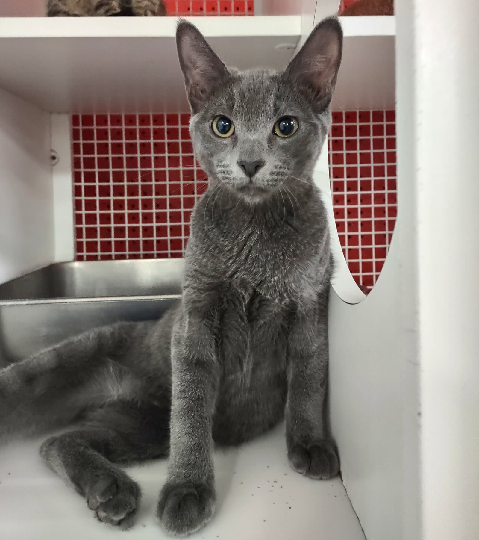 Seiko - Russian Blue