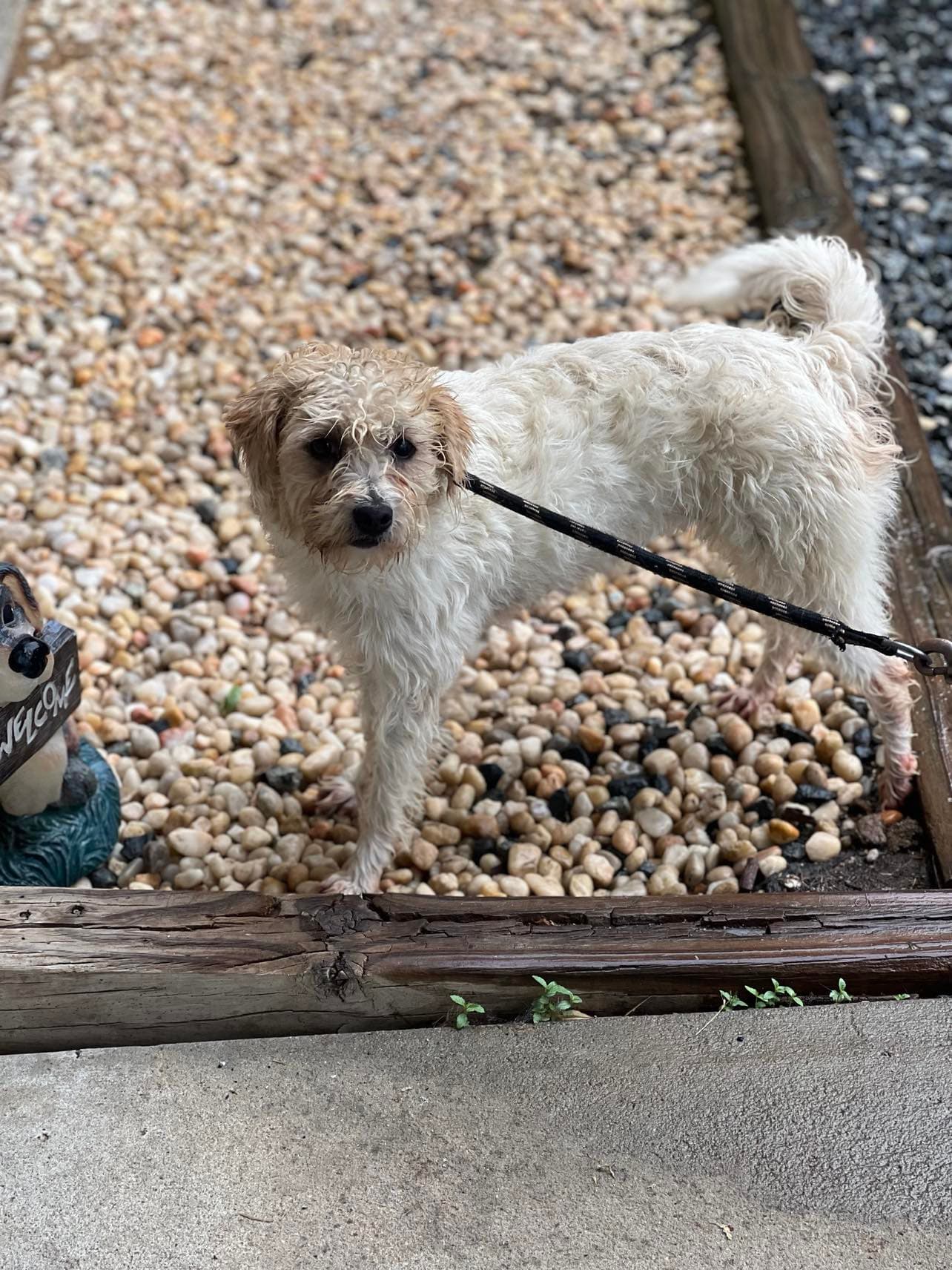 Haze - Border Terrier