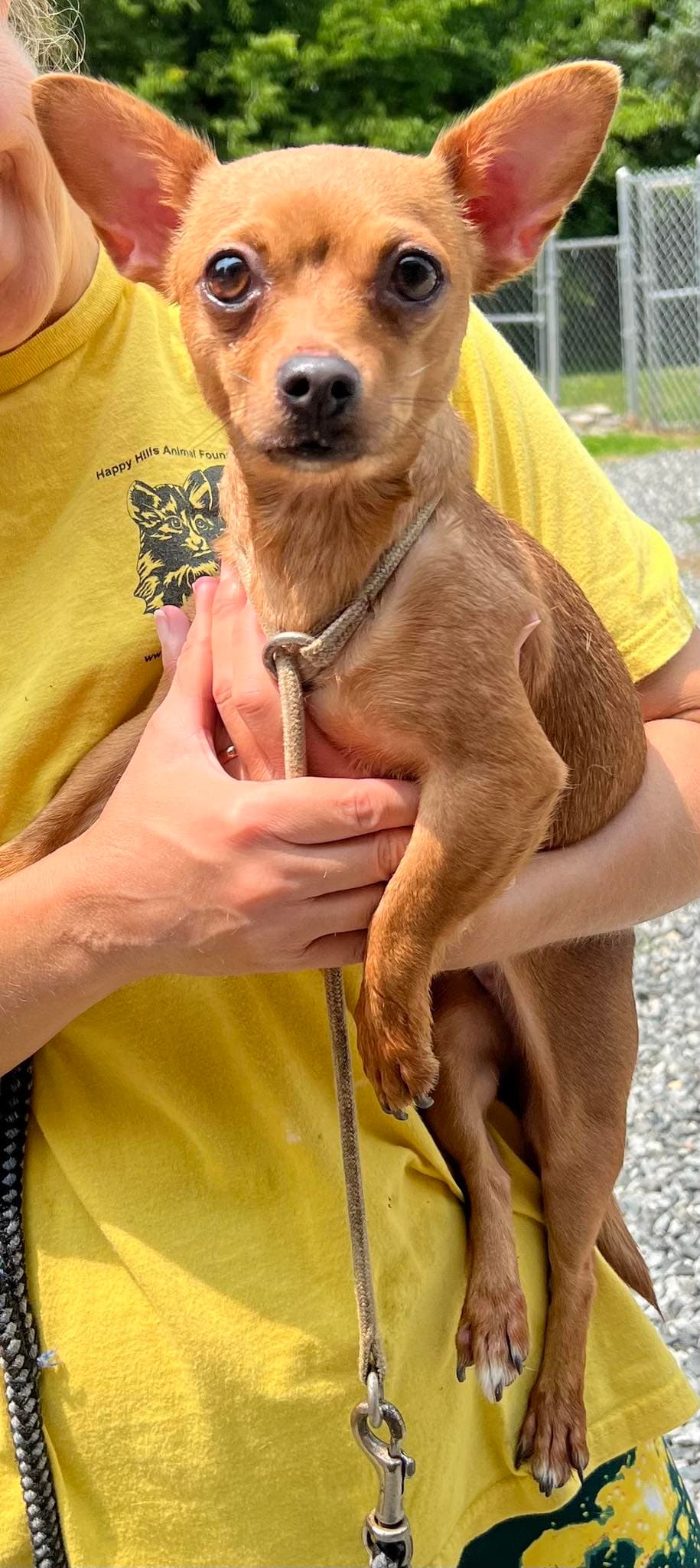 Zoey - Chihuahua