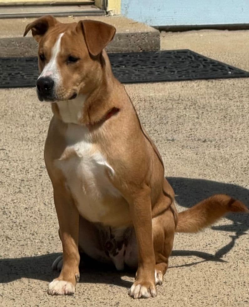 Pretzel - Hound