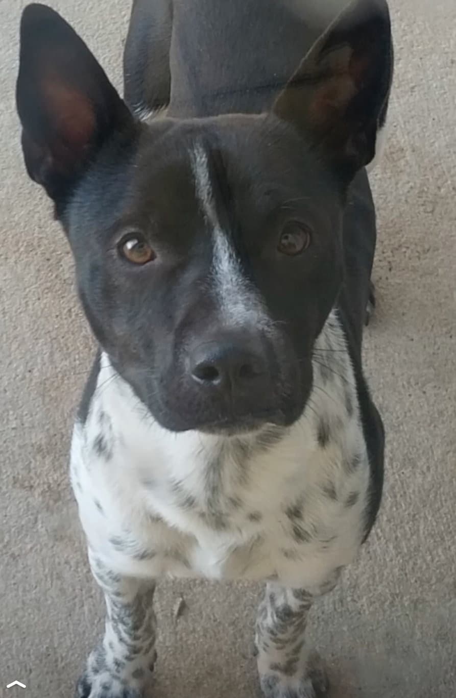 Oj - Australian Cattle Dog/Blue Heeler