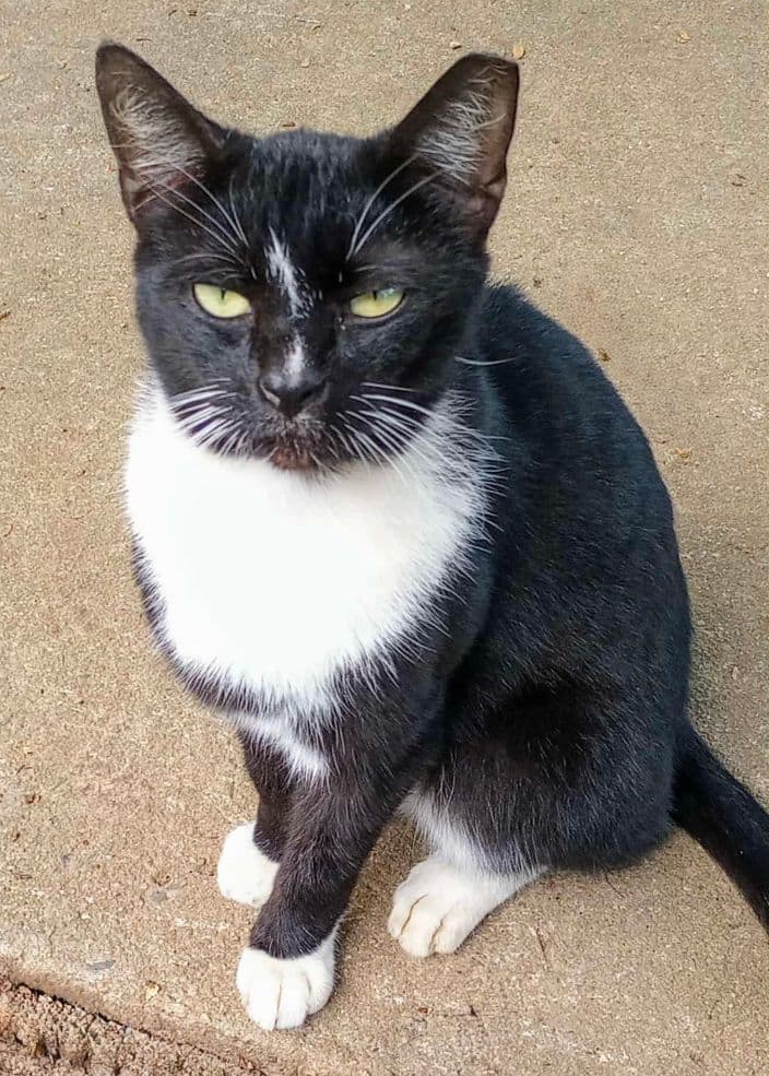 Vergo - Domestic Short Hair