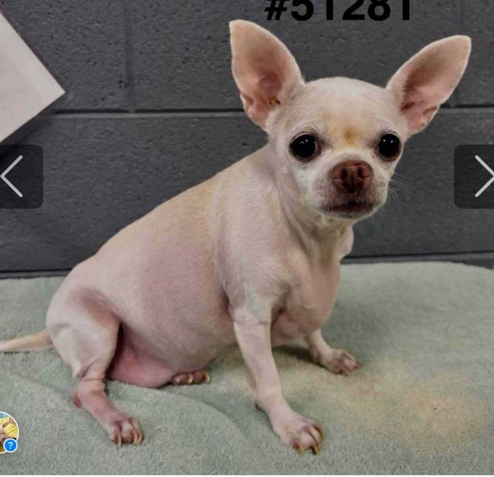Millie - Chihuahua