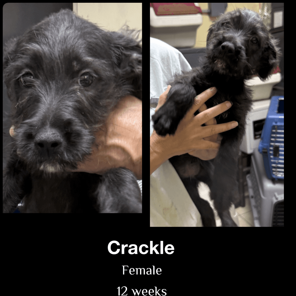 Crackle - German Wirehaired Pointer