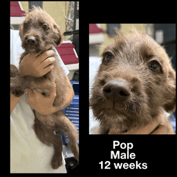 Pop image 1