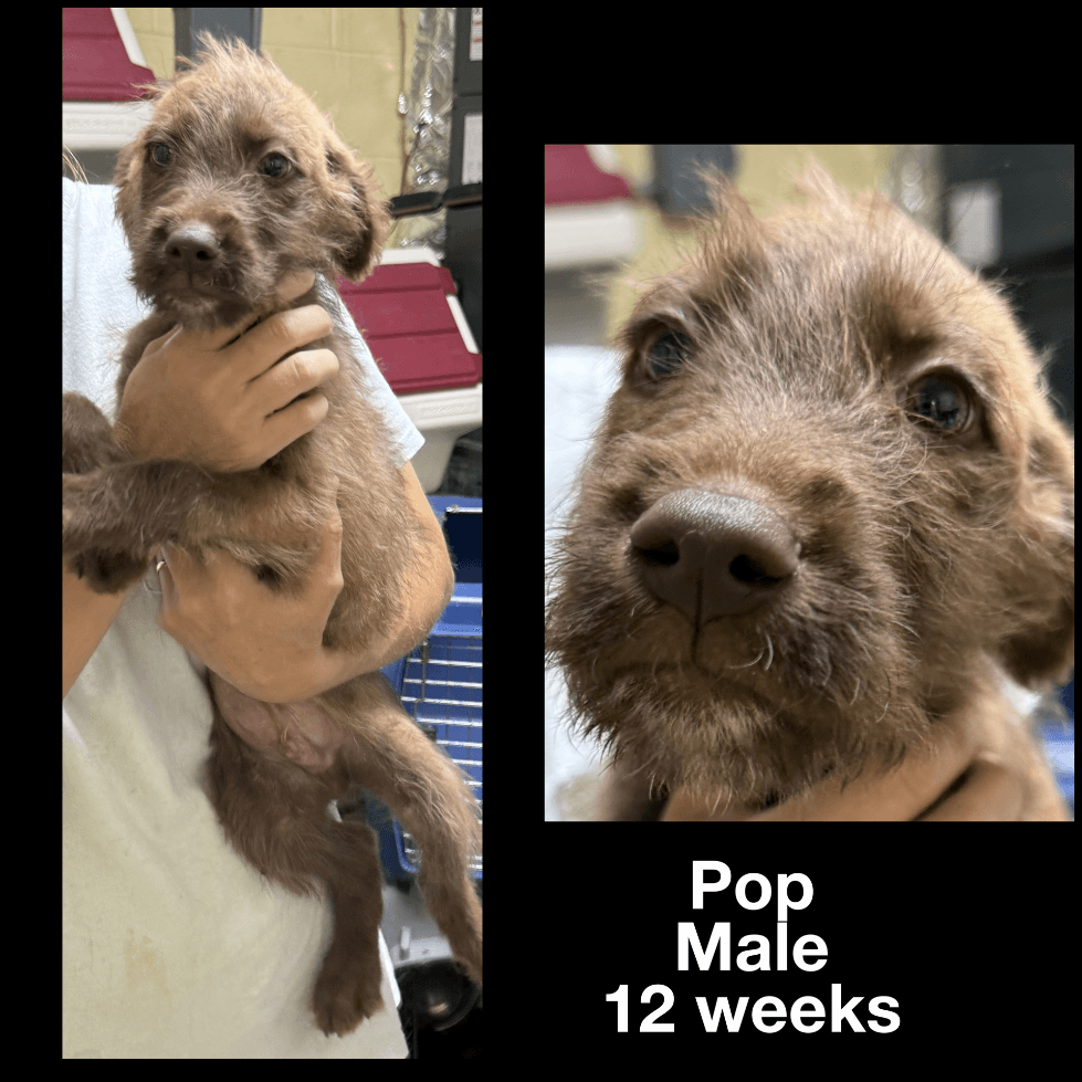 Pop - German Wirehaired Pointer