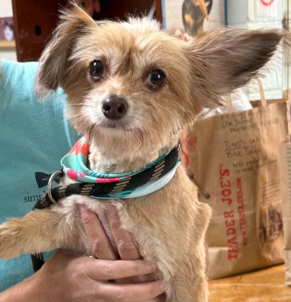 Willow - Chihuahua