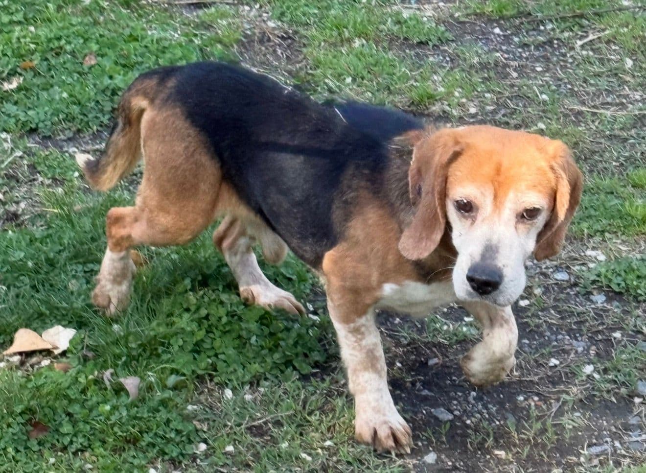 Hutch - Beagle