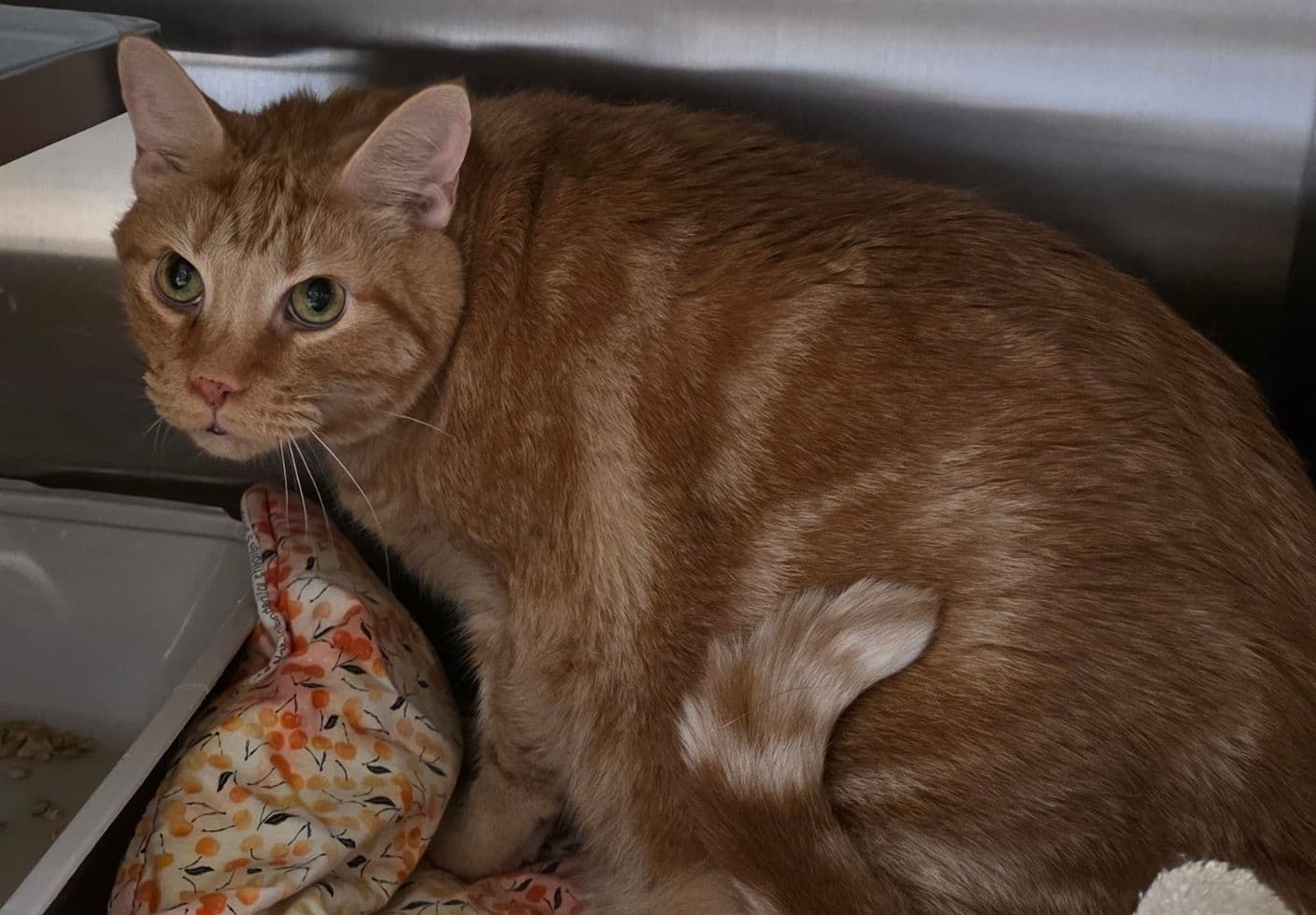 Flynn - American Shorthair