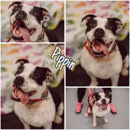 Pippin - Long Term Resident image 1