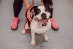 Pippin - Long Term Resident image 4
