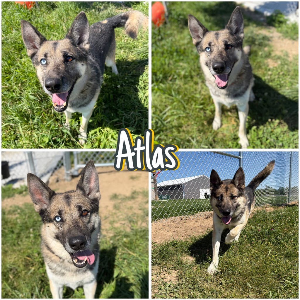 Atlas - Long Term Resident - Husky
