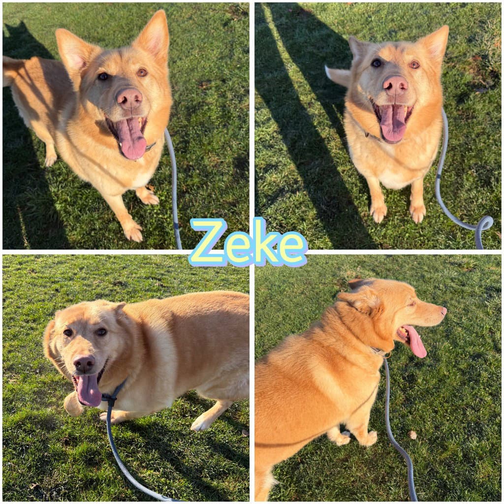 Zeke - Husky