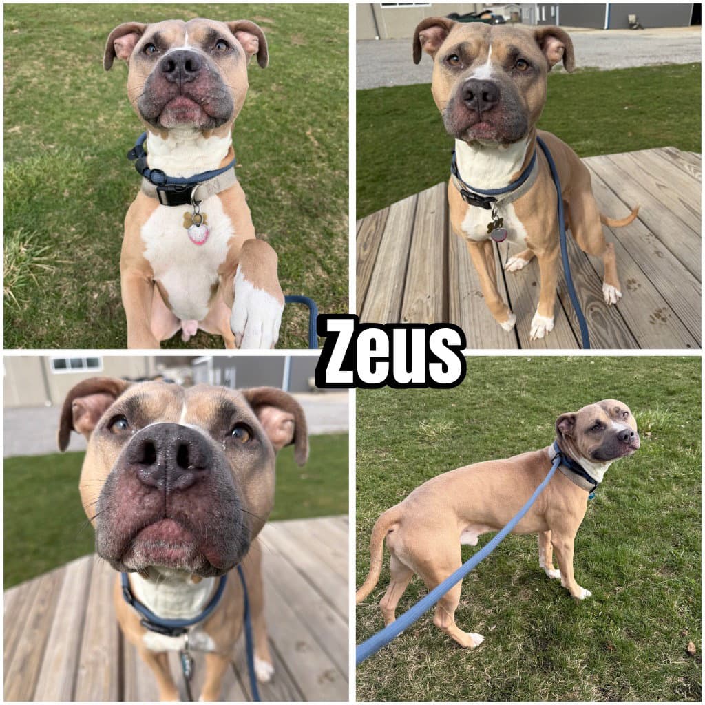 Zeus - American Staffordshire Terrier