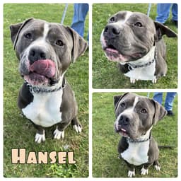 Hansel image 1
