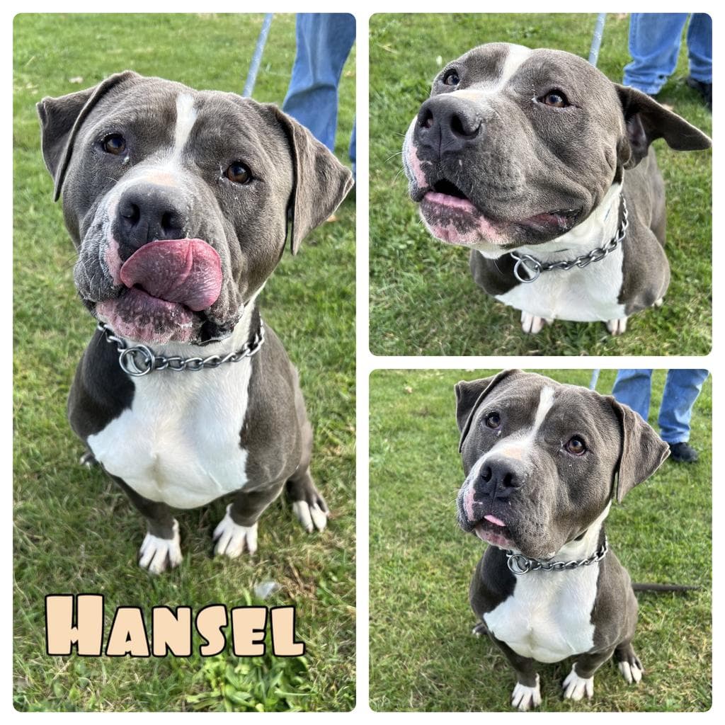 Hansel - American Staffordshire Terrier